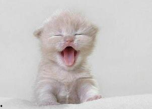 猫咪吃瓜配音视频大全,萌宠瓜界笑料横生