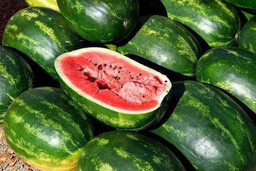 吃秋瓜素材视频下载,尽享丰收喜悦——素材视频下载解析