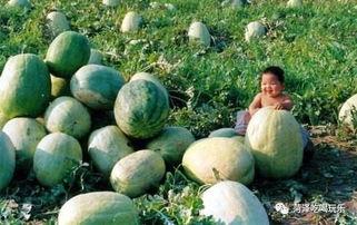 山东滨海吃瓜事件视频,一场引发热议的网络奇观