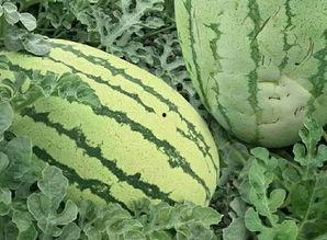 花样吃瓜视频大全,视频大全带你领略美食与娱乐的完美融合