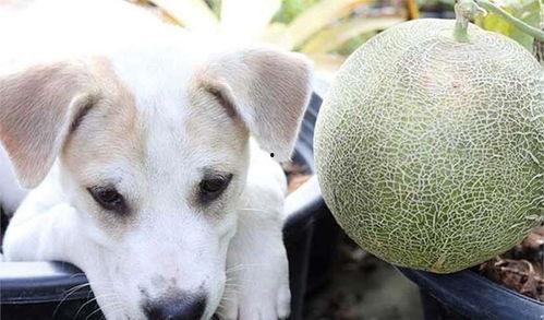 二狗吃哈密瓜视频大全,欢乐视频大盘点