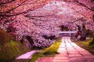 樱花小镇吃瓜视频,揭秘当地美食与趣事