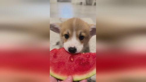 幼犬可以吃生瓜吗视频教程,视频教程揭秘营养与注意事项