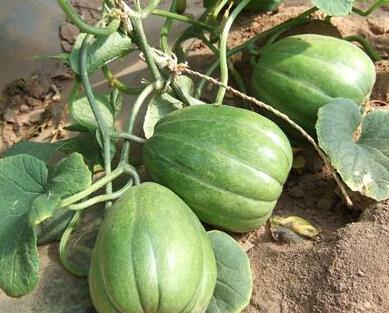 吃瓜刨皮的视频素材,一场视觉盛宴的诞生