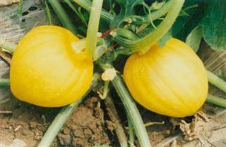 瓜栗怎么吃最好吃图片视频,图片视频教你轻松享美食