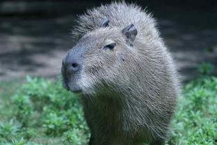 水豚吃哈密瓜视频播放