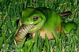 卖青蛙吃瓜的视频,萌态十足引网友热议