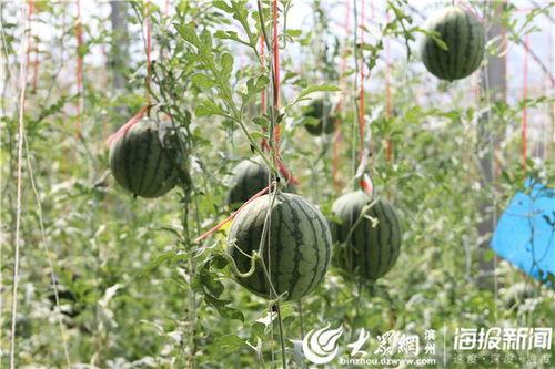 博山健身吃瓜事件视频,一场健身中心的误会风波