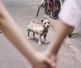 吃瓜群众舔狗视频,揭秘网络现象背后的心理真相