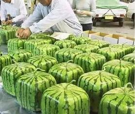 宁夏农民吃瓜事件视频播放,一场引发热议的乡村生活瞬间