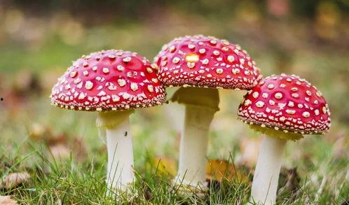 吃瓜爆料黑料蘑菇视频大全下载,吃瓜爆料黑料蘑菇视频大全下载全解析