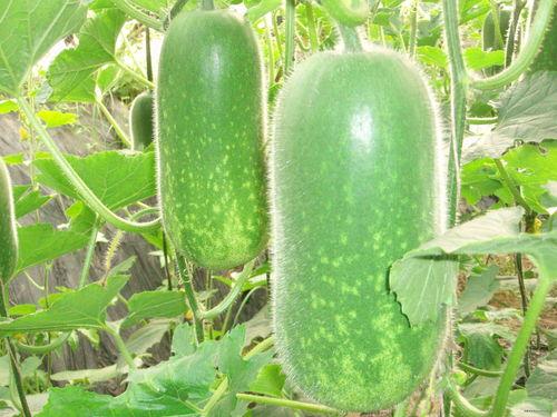 吃瓜撑肚子视频素材高清,吃瓜撑肚子，趣味横生的视觉盛宴