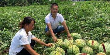 蓝田吃瓜事件视频大全最新,视频大全揭秘惊人真相