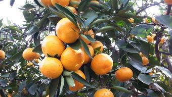 吃梨瓜的搞笑视频大全集,梨瓜搞笑视频大全集，欢乐无限