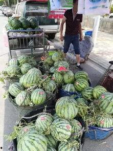 23年浙江吃瓜事件视频,一场网络热议的真相追踪