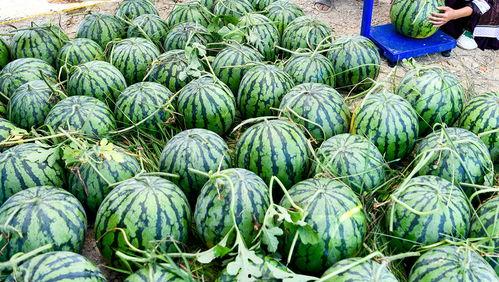 外国人吃腌脆瓜视频播放