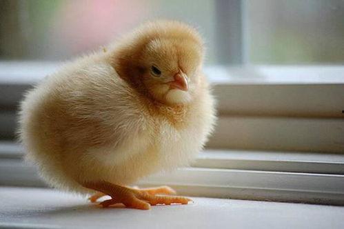 小鸡可以吃小瓜吗视频,揭秘小鸡吃小瓜的奇妙之旅