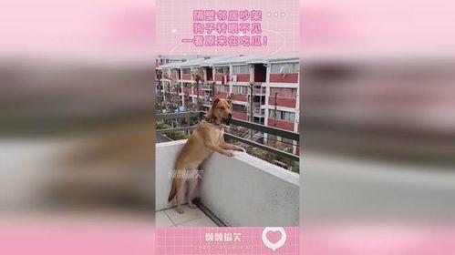 狗吃瓜 邻居吵架视频播放,视频引发网友热议