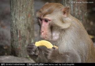 猴子嘟嘴吃瓜视频下载,网友争相下载收藏