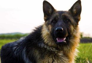 老狼狗吃瓜视频,揭秘娱乐圈幕后真相