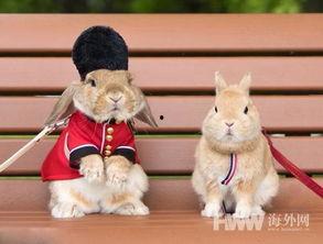 困困兔黑色衣服吃瓜视频,萌态十足引网友热议