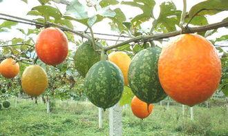 吊瓜可以天天吃嘛视频讲解,每日享用，健康生活新选择