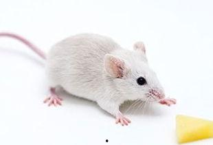 小白鼠吃瓜降温视频,小白鼠吃瓜降温趣味瞬间