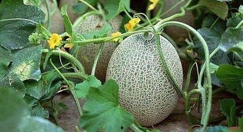 明星吃哈密瓜趣事视频,哈密瓜盛宴中的欢乐瞬间