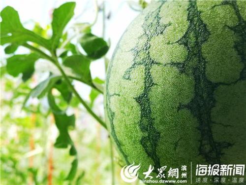 西瓜吃瓜视频大全,趣味横生的夏日消暑盛宴