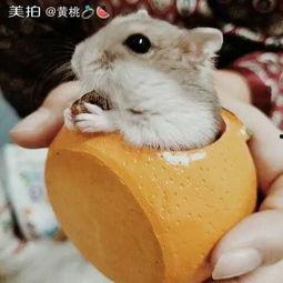 仓鼠会吃梨瓜吗视频大全