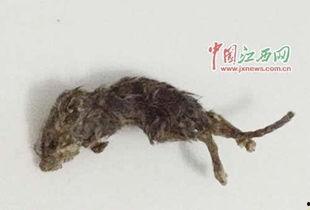 变异老鼠吃瓜视频,揭秘神秘生物的神秘生活