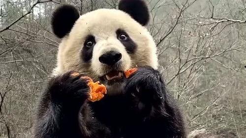 熊猫圆梦吃瓜视频,一场别开生面的美食盛宴