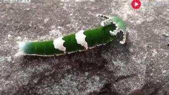 动物吃瓜的视频合集,动物吃瓜视频合集大赏