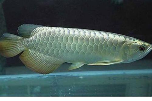 尼加拉瓜吃龙鱼视频