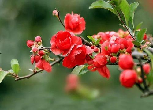 吃海棠红的瓜视频,探寻神秘果实的魅力与传说