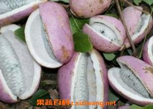 农村幺哥吃八月瓜视频,视频带你领略田园风光