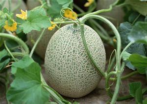 眨着眼吃哈密瓜好吗视频